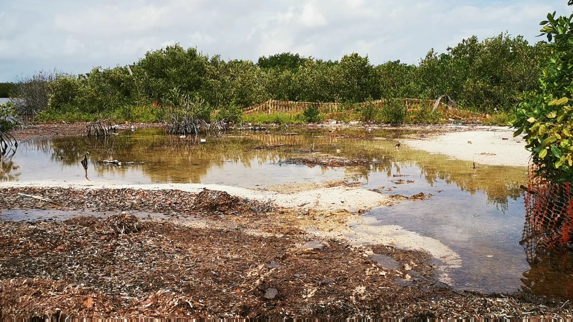 humedal contaminado en Nichupté, Cozumel 